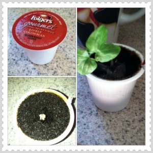 how to start seeds in k-cups