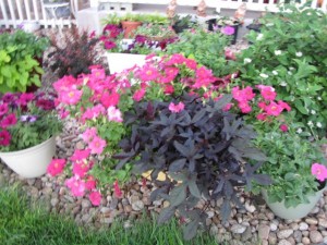 container gardening