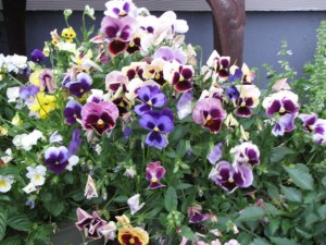 pansies