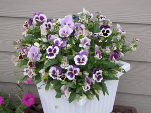 container gardening