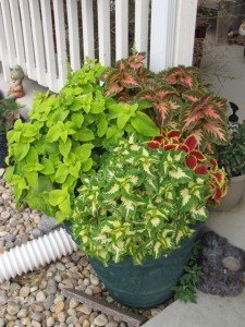 container gardening