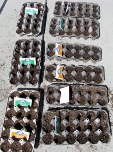 starting seeds using egg cartons