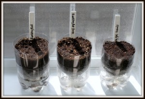 how to start seeds in soda bottles