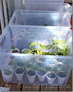 mini greenhouses